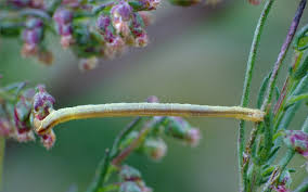 Image result for Eupithecia subumbrata