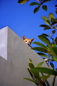 貓九醬1對1姿態-釋放你內心深處的狂野本能