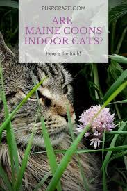 Maine coons are widely considered one of the most affectionate and loving breeds of cats around the world. Are Maine Coon Cats Indoor Cats Should You Let Them Outside Purr Craze
