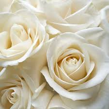 White roses are for love dead or forsaken but the red roses ah the red roses are for love triumphant author unknown. 21 Special Rose Color Meanings Rose Flower Meanings For Valentine S Day