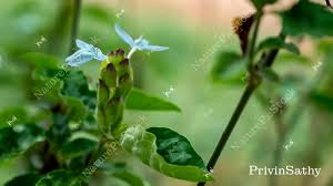 Image result for Ecbolium clarkei