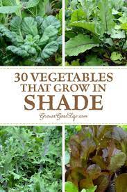 Every region has a different planting time based mainly on their weather, and every vegetable has its temperature preferences, too. 30 Vegetables That Grow In Shade Vegetable Garden Planner Organic Vegetable Garden Organic Gardening Tips