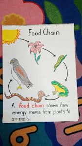 First Grade Food Chain Anchor Chart Done Food Chain