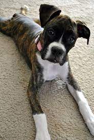 Dixie In Boots A Community Of Boxer Lovers Boxer Dogs Brindle Boxer Boxer Puppies