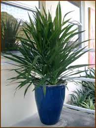 Shop a zillion things home. Dracaena Marginata Care Growing The Red Edged Madagascar Dragon Tree