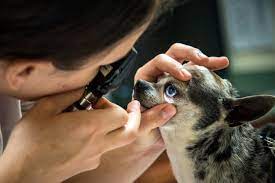 How Often Should I Take My Dog To The Vet The Dog People By Rover Com