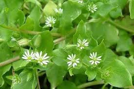 Image result for Stellaria
