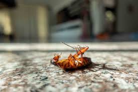Pest Control In 2020 Pest Inspection Infestations Cockroaches