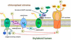 Photosystem I Wikipedia The Free Encyclopedia Electron Transport Chain Photosynthesis Light Reaction