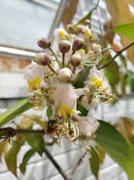 Image result for Hiptage