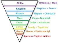 Asian Elephant Classification Chart Diagram Of