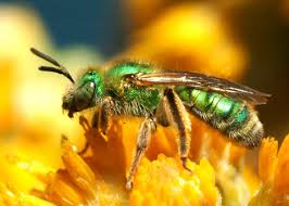 Image result for Empogona sp. A