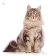 Pin On Funny Cats
