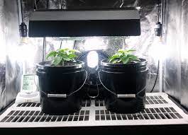 How far away to put grow light. How Far Should Grow Lights Be From Cannabis Plants Grow Weed Easy