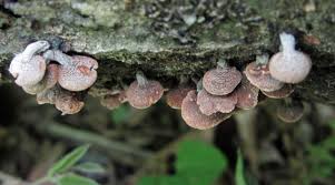 Image result for Porodisculus pendulus