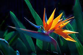 Related Image In 2020 Birds Of Paradise Flower Birds Of Paradise Plant Unusual Flowers