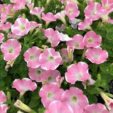Pin On Plant Of The Day