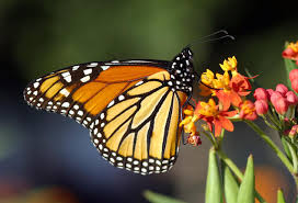 Many believe that it is because of the neonicotinoids (a pesticide) think about planting some flowers for the bees and butterflies. 8 Ways To Attract Bees And Butterflies Nrdc