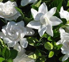 Summer Snow Gardenia Gardenia Plant Snow In Summer Gardenia Trees