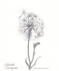 Flower With Mushroomd Dandelion Seeds Wetcanvas Flower Drawing Wildflower Tattoo Dandelion Drawing