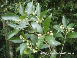 Image result for Ocotea