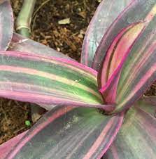 Aktuelle preise für produkte vergleichen! Tradescantia Pallida Variegata Pink Stripes Tradescantia Pallida Purple Heart Tradescantia Plants