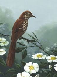Birds Native To Georgia Usa State Quarter Prints State Birds Brown Thrasher Georgia On My Mind