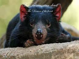 The tasmanian devil is a carnivorous marsupial native to australia. Save The Wolrd S Animals Animal In Becoming Extinct Made By Daniel Kocsis Ppt Download