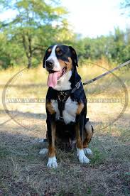 Großer schweizer sennenhund im rasseportrait. Grosser Schweizer Sennenhund Onlineshop Hunde Maulkorb Und Hundegeschirr Hundehalsbander Schweiz