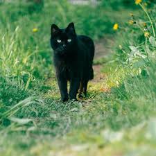 Nama kucing putih kesayangan anda? 30 Nama Lucu Kucing Jantan Mudah Diingat Dan Menggemaskan Ragam Bola Com