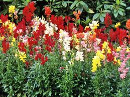 Snapdragon Houston Garden Center Houston Garden Fresh Flower Delivery Garden Center