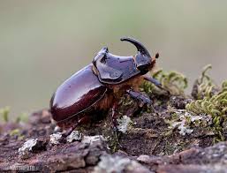 Oryctes nasicornis chersonensis minck, 1915. Rhino Beetle Rhinoceros Beetle