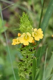 Image result for Alectra sessiliflora
