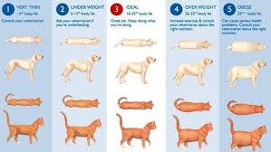 care center obesity in pets