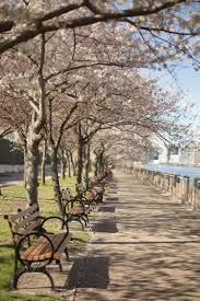 We did not find results for: Where To Find Cherry Blossoms In New York