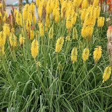 Image result for Kniphofia grantii