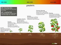 This is because marijuana starts the flowering stage when they receive at least 12hrs of darkness, while still needing the maximum illumination possible to produce buds. What Is The Right Light Intensity And Illumination Length Hortione Com
