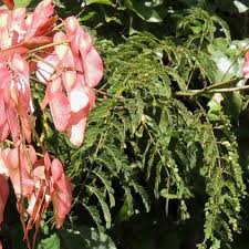 Image result for Pterolobium