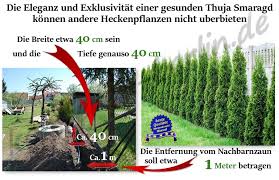Eine thuja, die weniger probleme hat, wenn man sie enger pflanzt, ist die thuja 'brabant'. Wie Pflanzt Man Thuja