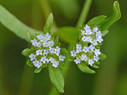 Image result for Valerianaceae