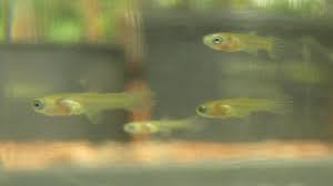 How To Make Baby Guppy Food Organic Food