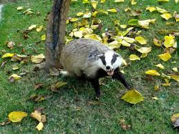 Fortunatamente, sempre più persone decidono di avere il proprio orto o giardino urbano, per coltivare organicamente il proprio cibo. La Tana Del Tasso La Forza Degli Animali