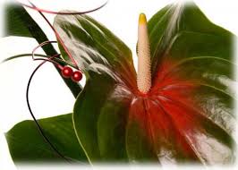 Nespresso compatible coffee machine ukc forums. Marly Moonen Tinnemans 3 Juni 2015 Uitvaartbegeleiding Van Den Boom