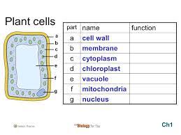 The plant cell is the basic structural and functional unit found in the members of the kingdom plantae. Animal Cells Part Name Function A B C D Ch1 Ppt Video Online Download