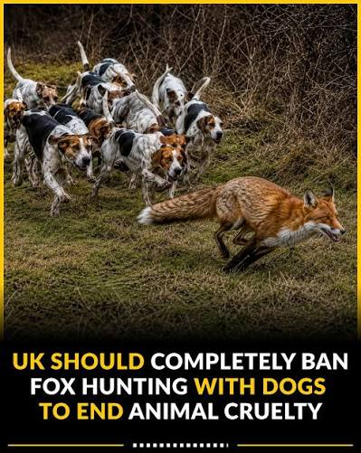 In the United Kingdom, calls to fully ban fox h*unting with dogs are growing louder. The Hunting Act was introduced in 2004 to stop the hunting of wild mammals with dogs, but