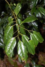 Image result for Icacinaceae