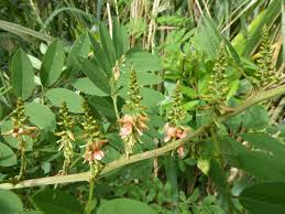 Image result for Indigofera kuntzei