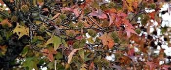 Maybe you would like to learn more about one of these? Liquidambar Species Sweetgum Red Gum Liquid Amber Liquidambar Styraciflua