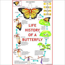 Life Cycle Of Butterfly Chart Vidya Chitr Prakashan 4226