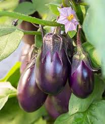 Image result for vegetable